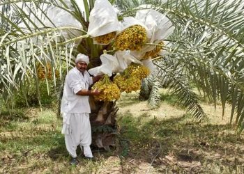 આ છે પ્રગતિશીલ ખેડૂત જે વર્ષે મેળવે છે આટલી ઉપજ