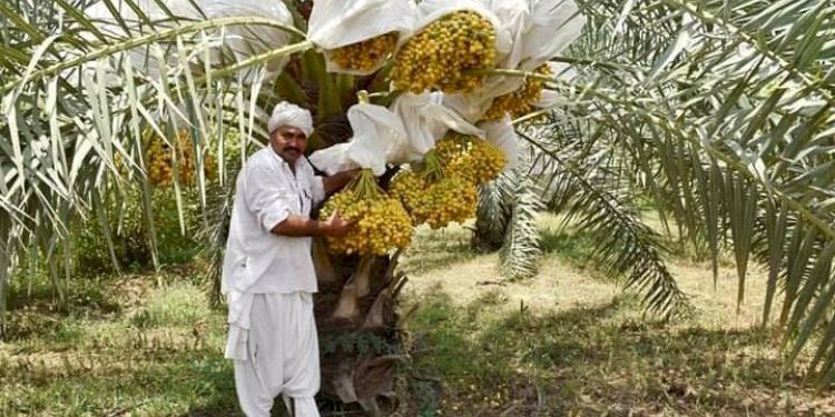આ છે પ્રગતિશીલ ખેડૂત જે વર્ષે મેળવે છે આટલી ઉપજ