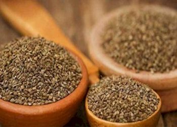 શું તમે અજમાના આ ફાયદાઓ વિષે જાણો છો..?