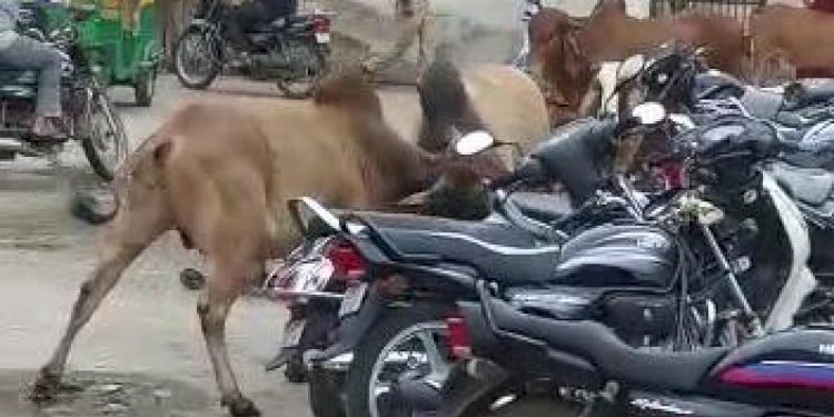 ખંભાળિયાની મેઈન બજારમાં બે આખલાઓ બાખડ્યાને જોવા જેવી થઇ