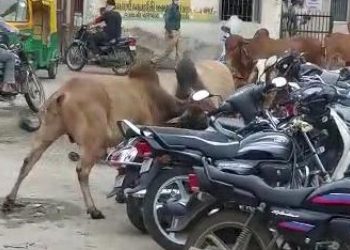 ખંભાળિયા લગ્નના વરઘોડામાં આખલાનો આતંક.! પછી થઇ અફરાતફરી