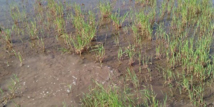 માવઠાથી નુકશાન જ નથી તો વળતર કેમ ભાઈ..? સર્વેની કામગીરી બાદ સોંપાયો રીપોર્ટ