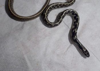 વોશિંગમશીનમાં થી એક બે નહિ પણ 4 સાપ નીકળ્યા