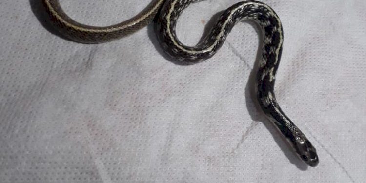 વોશિંગમશીનમાં થી એક બે નહિ પણ 4 સાપ નીકળ્યા