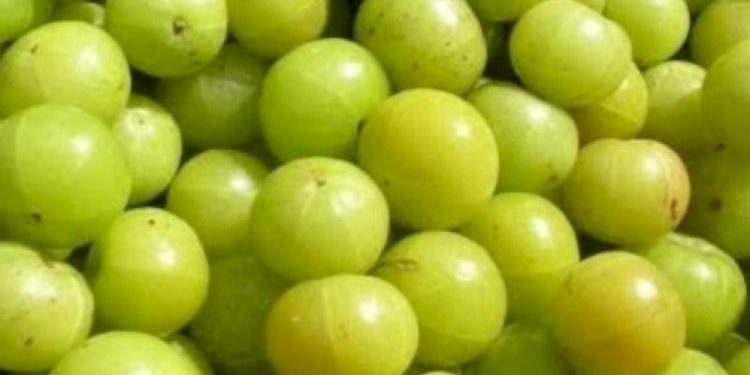 ગુણકારી આમળાના આ ફાયદાઓ વિષે તમારે છે જાણવા જેવું…