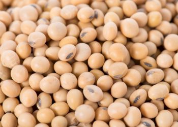 પ્રોટીનના સ્ત્રોત સોયાબીન વિશે થોડું જાણીએ..