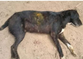 આ તે કેવો વિકૃત આનંદ, શ્વાનને ગોળી મારી મજા લેતા શખ્સો