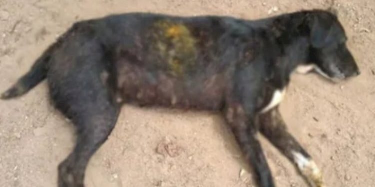 આ તે કેવો વિકૃત આનંદ, શ્વાનને ગોળી મારી મજા લેતા શખ્સો