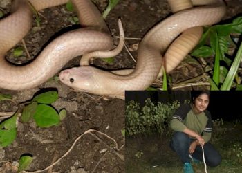 એશિયાનો સૌથી ઝેરી આલ્બીનો કાળોતરો સાપ જુનાગઢમાં રેસ્ક્યુ થયો