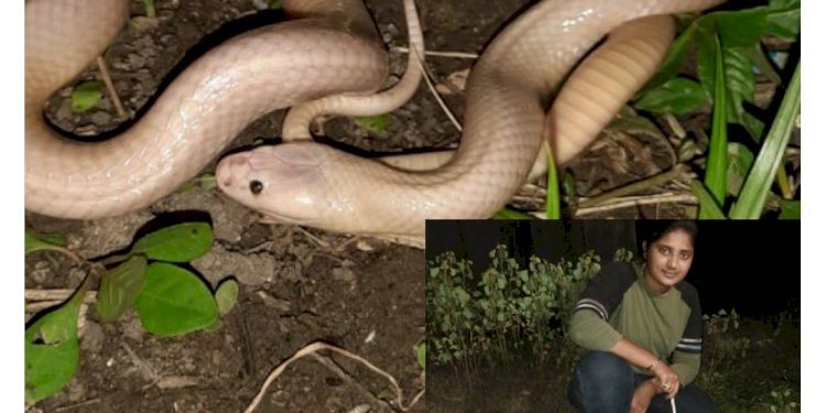 એશિયાનો સૌથી ઝેરી આલ્બીનો કાળોતરો સાપ જુનાગઢમાં રેસ્ક્યુ થયો