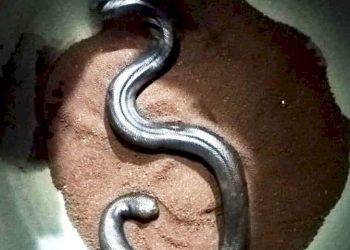 આંધળી ચાકણ કારોબારનો પર્દાફાશ, શું છે આ આંધળી ચાકણ તે પણ જાણો….