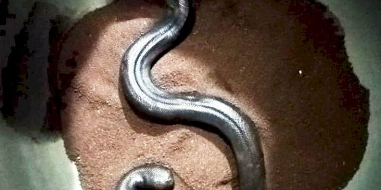 આંધળી ચાકણ કારોબારનો પર્દાફાશ, શું છે આ આંધળી ચાકણ તે પણ જાણો….