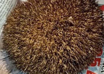 કાંટા ઉંદરનો 14 લાખમાં સોદો થયો હતો પણ