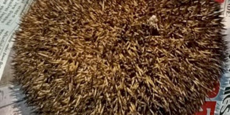 કાંટા ઉંદરનો 14 લાખમાં સોદો થયો હતો પણ