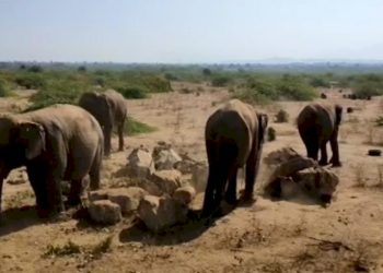 સાથી વગરના ચાર હાથી આવી ચઢતા લોકો આશ્ચર્યમાં મુકાયા