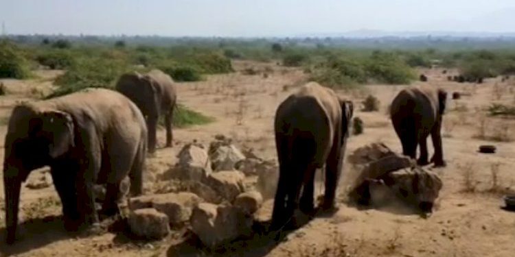 સાથી વગરના ચાર હાથી આવી ચઢતા લોકો આશ્ચર્યમાં મુકાયા