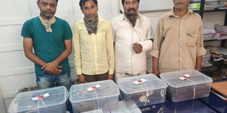 અઢી કરોડમાં વાઘની ખાલ વેચવા નીકળેલા 4 શખ્સ ઝડપાયા