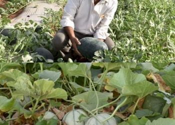 5 એકરના ખેતરમાં ખેડૂતે કર્યો સફળ પ્રયોગ, સક્કર ટેટી અને તરબૂચ ઉગાડ્યાં