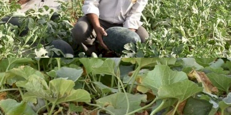 5 એકરના ખેતરમાં ખેડૂતે કર્યો સફળ પ્રયોગ, સક્કર ટેટી અને તરબૂચ ઉગાડ્યાં