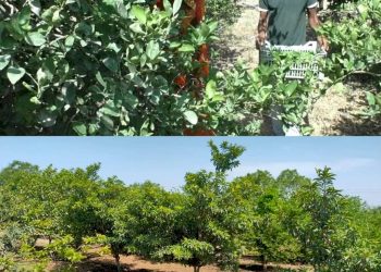 ધન્ય છે આ ખેડૂતને જેને લીંબુ ભરેલ બગીચો કોરોનાગ્રસ્ત દર્દીઓ માટે ખુલ્લો મુક્યો