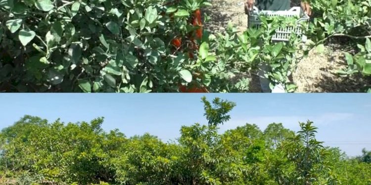 ધન્ય છે આ ખેડૂતને જેને લીંબુ ભરેલ બગીચો કોરોનાગ્રસ્ત દર્દીઓ માટે ખુલ્લો મુક્યો