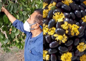 નાના બાળકોને પેટમાં કૃમિની સમસ્યા તો ડાયાબીટીશના દર્દીઓ માટે ફાયદાકારક છે જૂનાગઢી રાવણાં