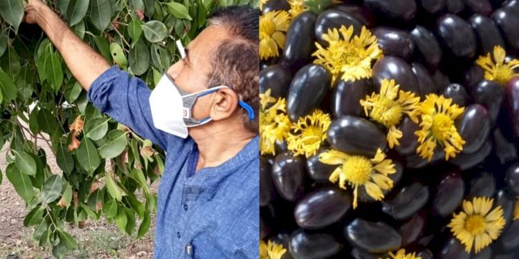 નાના બાળકોને પેટમાં કૃમિની સમસ્યા તો ડાયાબીટીશના દર્દીઓ માટે ફાયદાકારક છે જૂનાગઢી રાવણાં