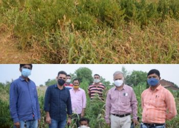 ખેતરમાં જુવારની સાથે ગાંજાનું વાવેતર, SOG પહોચી અને ઝડપાયો મોટો જથ્થો