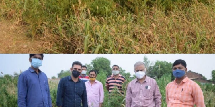 ખેતરમાં જુવારની સાથે ગાંજાનું વાવેતર, SOG પહોચી અને ઝડપાયો મોટો જથ્થો