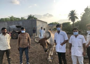 બળદની આંખમા કેન્સર… 2 વેટરનરી ડોક્ટરોએ કર્યું સફળ ઓપરેશન