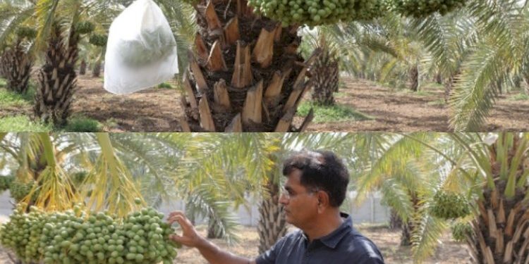 પ્રાકૃતિક ખેતીથી ખારેક પકવી મબલખ ઉત્પાદન મેળવ્યું