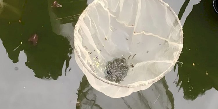 મેલેરીયાના મચ્છરની ઉત્પતિ અટકાવવા થાય છે ગપ્પી ફીશનો ઉપયોગ