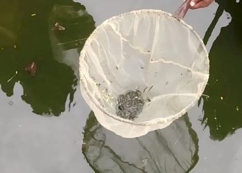 મચ્છરજન્ય અને પાણીજન્ય રોગોથી બચવા શું કરવું અને શું ના કરવું..વાંચો આ અહેવાલ 