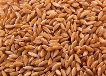 માત્ર પંજાબના જ નહીં પણ ગુજરાતના આ ઘઉંની પણ મોટી માંગ, જાણો ક્યા દેશમાં જાય છે