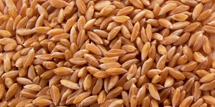 રાજ્ય સરકાર દ્વારા લઘુતમ ટેકાના ભાવથી ખેડૂતો પાસેથી ઘઉંની  સીધી ખરીદી થશે, આ કાગળો સાથે રાખવા 