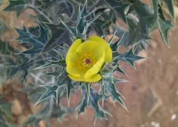 રાજ્યના આ જીલ્લામાં એપિડેમિક ડ્રોપ્સીના કારણે 3 લોકોના મોત