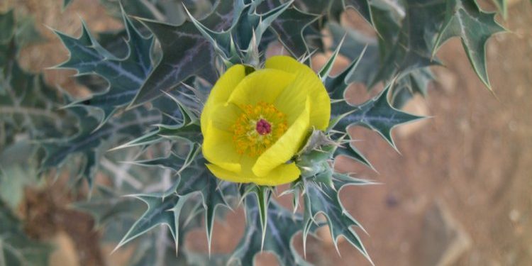 રાજ્યના આ જીલ્લામાં એપિડેમિક ડ્રોપ્સીના કારણે 3 લોકોના મોત