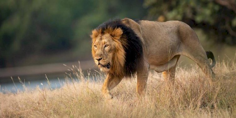 આજે વિશ્વ સિંહ દિવસ, રાજ્યમાં 5 વર્ષમાં સિંહની સંખ્યામાં 29 ટકાની વૃદ્ધિ