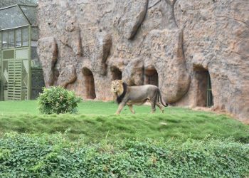 ઇન્દ્રોડા પ્રકૃતિ ઉધાન ખાતે સિંહ, વાધ અને દીપડા માટે ‘ઓપન મોટ’ પ્રકારના આઘુનિક આવાસોનું  લોકાર્પણ શું છે વિશેષતા તે પણ જાણો