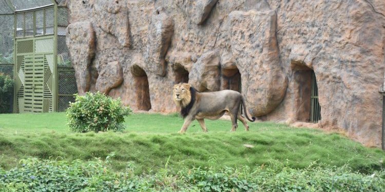 ઇન્દ્રોડા પ્રકૃતિ ઉધાન ખાતે સિંહ, વાધ અને દીપડા માટે ‘ઓપન મોટ’ પ્રકારના આઘુનિક આવાસોનું  લોકાર્પણ શું છે વિશેષતા તે પણ જાણો