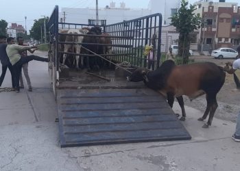 ઢોર પકડવાનો પ્લાન કાગળ ઉપર જ હોય, વડી અદાલત ખફા