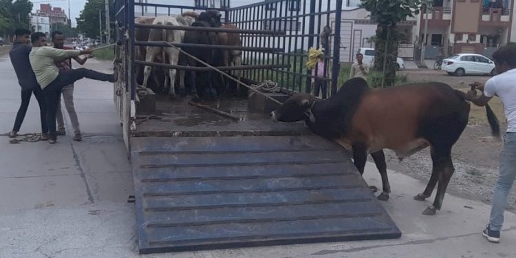 ઢોર પકડવાનો પ્લાન કાગળ ઉપર જ હોય, વડી અદાલત ખફા