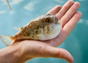 આ માછલી ખાધા બાદ મજુરના થયેલ મોતનું એક વર્ષ સુધી થયું રીસર્ચ