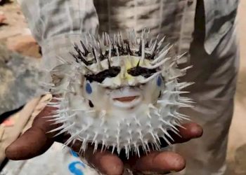 માનવ ચહેરા જેવો આકાર ધરાવતી માછલીને લોકો મુકાયા આશ્ચર્યમાં