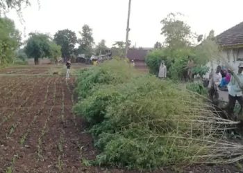 ગાંજાના વાવેતર પર પોલીસે સપાટો બોલાવ્યો
