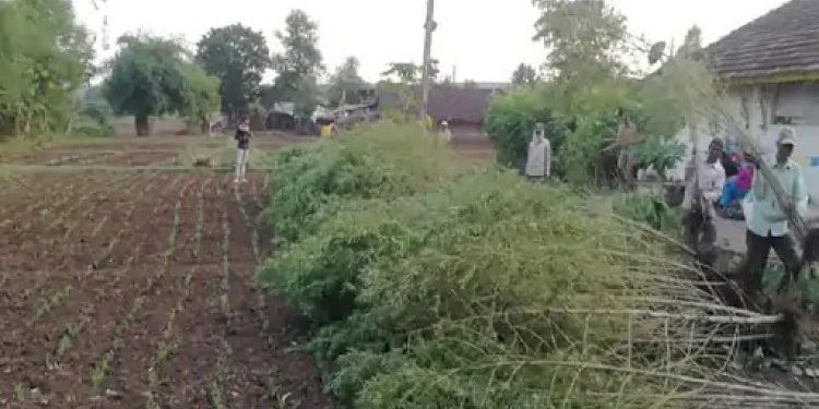 ખેતરમાં મકાઈની છોડો વચ્ચે નશાની ખેતી