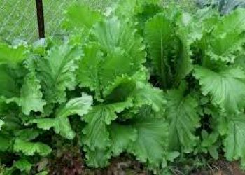 શિયાળામાં ઈમ્યુંનીટી મજબુત કરવા આ શાકનો કરો ભોજનમાં સમાવેશ 