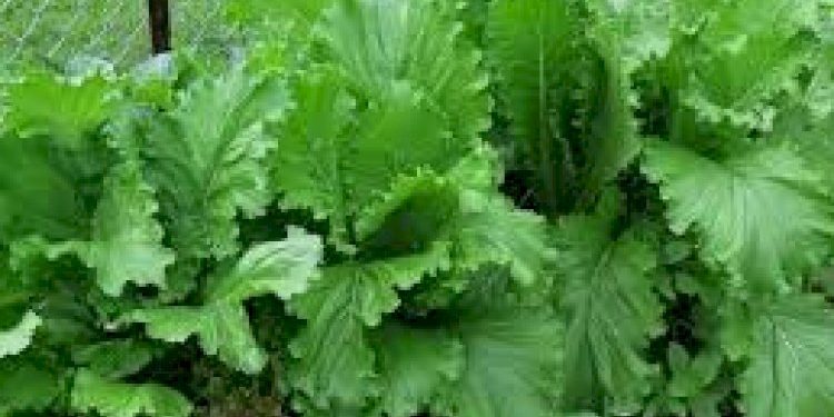 શિયાળામાં ઈમ્યુંનીટી મજબુત કરવા આ શાકનો કરો ભોજનમાં સમાવેશ 