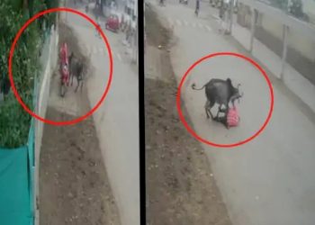 રસ્તે રઝળતા આખલાના આતંકનો આ CCTV વિડીયો હચમચાવી દે તેવો 