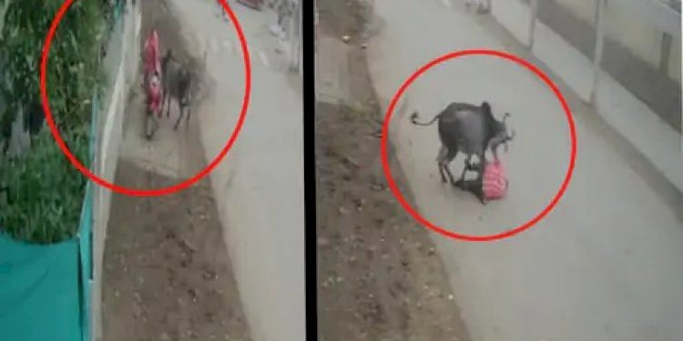 રસ્તે રઝળતા આખલાના આતંકનો આ CCTV વિડીયો હચમચાવી દે તેવો